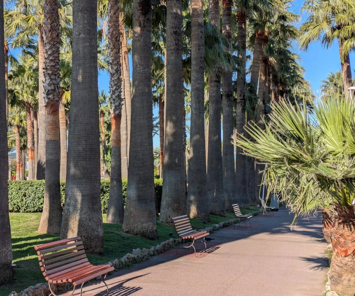 Cannes Allee Palmiers
