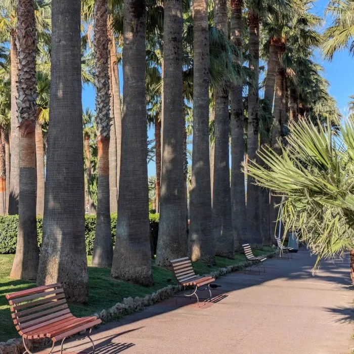 Cannes Allee Palmiers